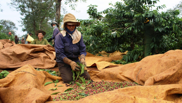 Đăk Lăk : Giải pháp nào cho nhân công thu hoạch cà phê trong đại dịch?