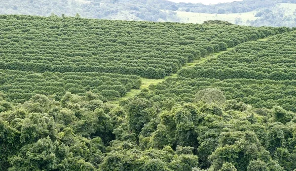 Coffee Prices Slide On Improved Prospects For Brazil’s Coffee Crop