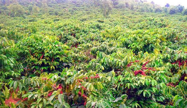 Tròn 100 năm cây cà phê đến với Đắk Lắk, trở thành cây trồng chủ lực