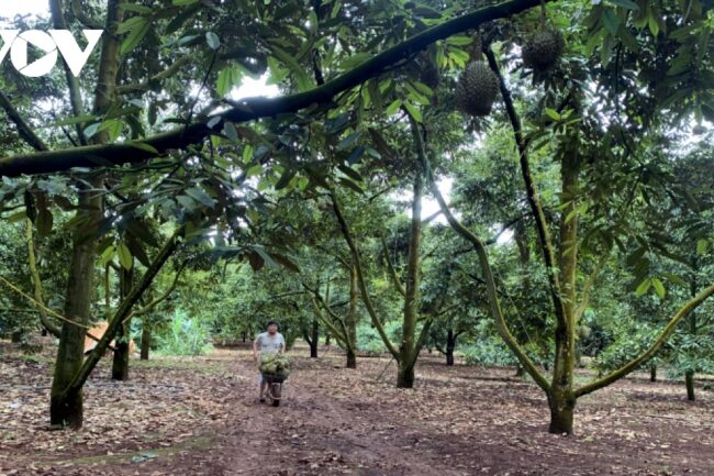 Lỗ hổng mã số vùng trồng sầu riêng Đắk Lắk: Nông dân tố doanh nghiệp gian lận