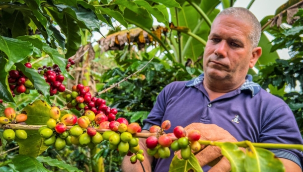 Cuba kỳ vọng vào cà phê đặc sản