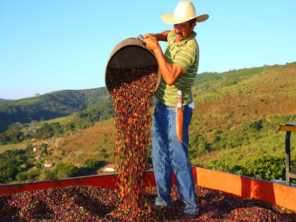 Coffee Prices Retreat On The Outlook For Bumper Brazil 2023/24 Coffee Crop