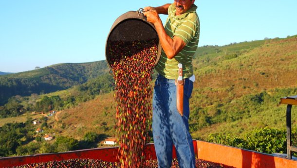 Coffee Prices Retreat On The Outlook For Bumper Brazil 2023/24 Coffee Crop