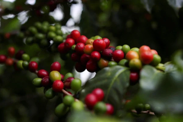 Coffee berries are seen on a tree at the Biological Institute plantation in Sao Paulo, Brazil May 8, 2021. Picture taken May 8, 2021. REUTERS/Amanda Perobelli