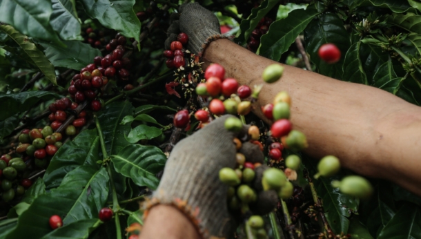 Coffee Prices Close Lower On Weak China Coffee Demand