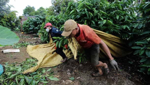 Tất bật thu hoạch khi cà phê được giá, người trồng vẫn lo “cụt” lãi