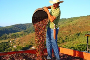 Cà phê nằm trong số các sản phẩm bị EU cấm nhập khẩu nếu có xuất xứ từ vùng đất rừng bị tàn phá. Trong ảnh: Thu hoạch cà phê ở Brazil. Ảnh: comunicaffe.com