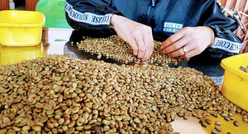 Đến hết tháng 11, xuất khẩu cà phê của Việt Nam đã mang về hơn 3,63 tỷ USD