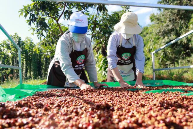 Đắk Lắk dự kiến xuất khẩu 420.000 tấn cà phê niên vụ 2022-2023