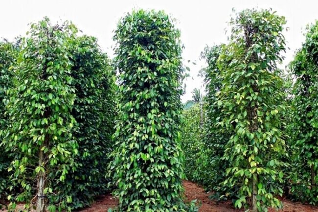 Đồng Nai: Dân ồ ạt chuyển trồng sầu riêng, diện tích hồ tiêu giảm mạnh