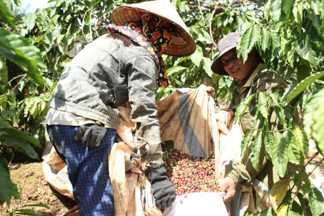 Lâm Đồng: Kỳ vọng niên vụ cà phê 2022 – 2023