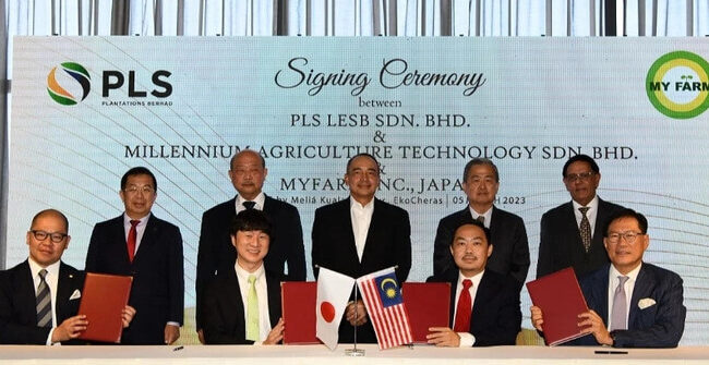 Hai ‘ông lớn’ Nhật Bản và Malaysia liên doanh trồng 1.000 ha sầu riêng