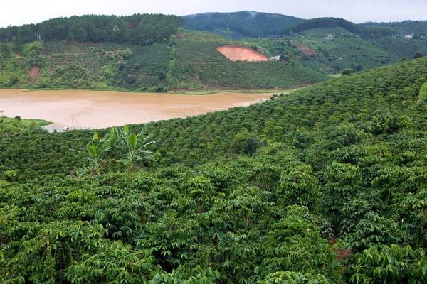 Lâm Đồng: Giảm dần diện tích cà phê xuống còn 160.000 ha