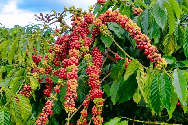Tái canh đã đưa năng suất cà phê ở Việt Nam lên cao gấp 3 lần thế giới