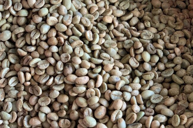 Giá cà phê xuất khẩu của Việt Nam giảm trở lại