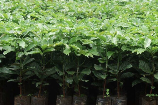 Việt Nam có trung tâm đào tạo nông dân trồng cà phê đầu tiên