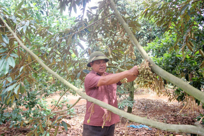 Lâm Đồng: Khuyến cáo người dân không trồng sầu riêng ồ ạt
