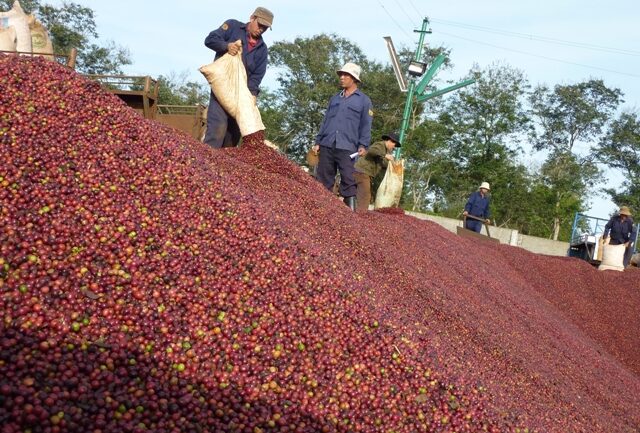 Xuất khẩu thứ 2 thế giới: Cà phê Việt chưa có thương hiệu tầm cỡ và bỏ trống gia tăng giá trị