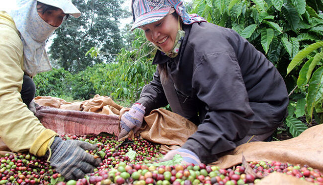 Nông dân trồng cà phê lãi ít nhất 20% (ngày 13/09/2012)