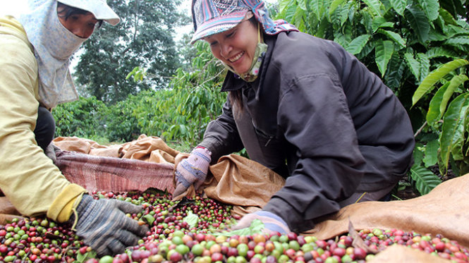 Thu hoạch cà phê ở Đắk Lắk