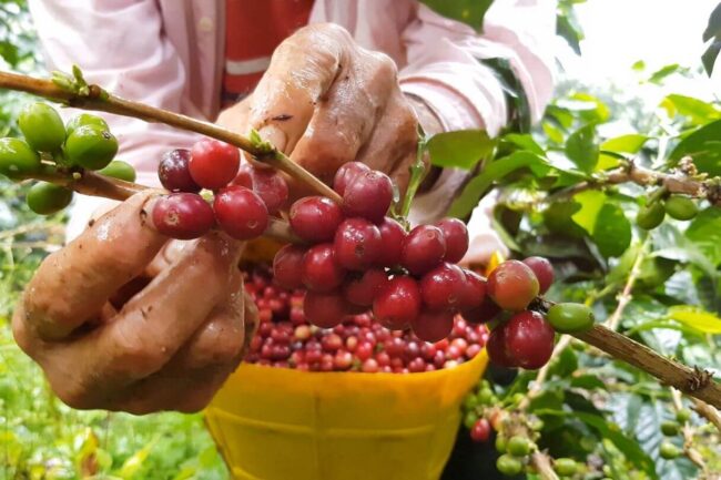 Nhìn Colombia làm thương hiệu, cà phê Việt đừng ham xuất thô