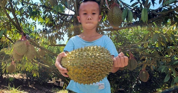 Trung Quốc tự trồng sầu riêng, Thái Lan và Việt Nam bị đe dọa