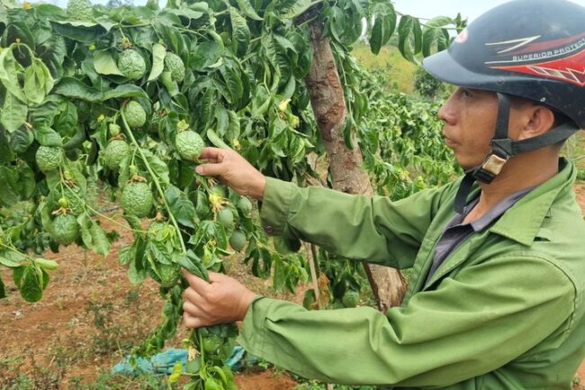 Gia Lai: Người dân bức xúc vì vườn chanh dây sắp đến kỳ thu hoạch bị chặt phá