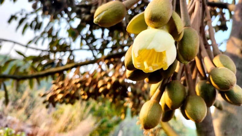 cây sầu riêng giai đoạn ra hoa đậu trái