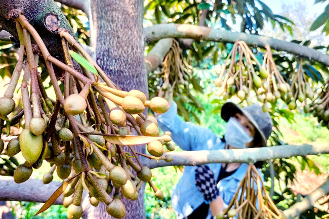 Chăm sóc cây sầu riêng giai đoạn ra hoa đậu trái