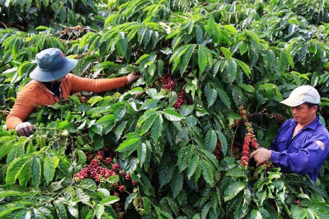 EU cấm nhập khẩu hàng hóa gây mất rừng: Những nông sản nào của Việt Nam sẽ chịu tác động?