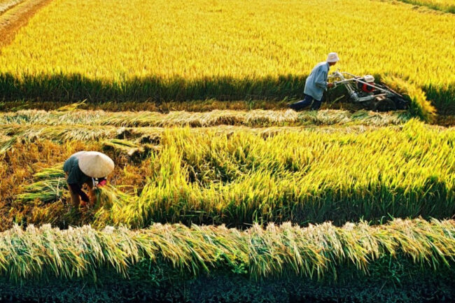 Bộ Nông nghiệp phủ nhận thông tin người trồng lúa lãi 100%
