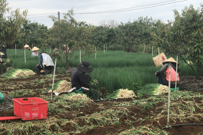 Lâm Đồng: Nông dân trồng rau ”nuôi” sầu riêng