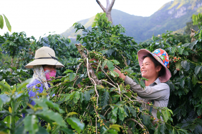 Huyện Mường Ảng, tỉnh Điện Biên có 2.100 ha diện tích trồng cây cà phê, cây cà phê được trồng ở Mường Ảng 100% là dòng Arabica (cà phê chè). Ảnh: Thành Chương.