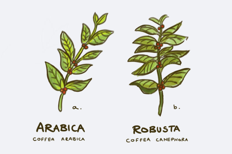 Có hơn 100 loài cà phê, nhưng chỉ có hai loài này thống trị thị trường – cả hai loài đều có nguồn gốc ở Ethiopia