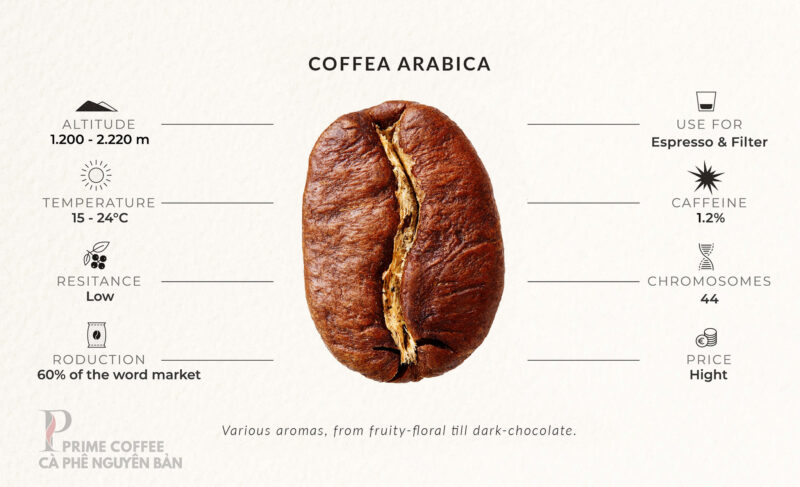 So sánh một số đặc điểm nổi bật giữa cà phê Robusta và Arabica