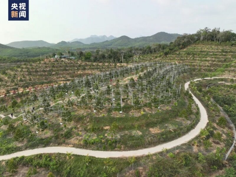 Trung Quốc cũng đang đầu tư lớn cho trồng sầu riêng. Trong ảnh là một trang trại ở Tam Á, mỗi cây được gắn một giàn giáo théo để chăm sóc (Ảnh: chinadaily)