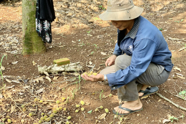Đắk Lắk: Nông dân “sầu” với sầu riêng