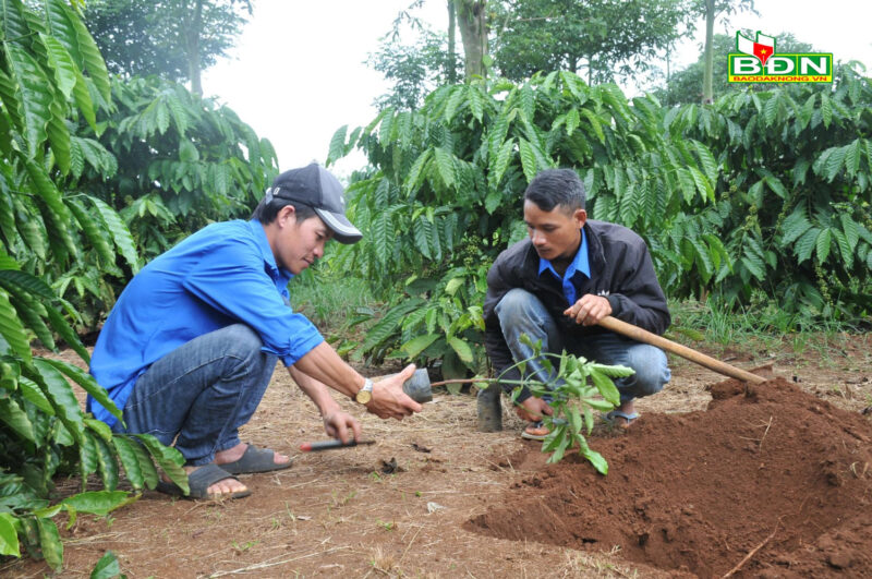 Người dân xã Thuận An (Đắk Mil) tái canh cà phê