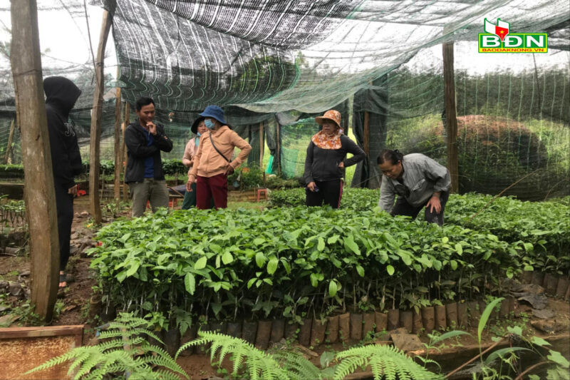 Vườn ươm cà phê Mỹ Cường, xã Thuận An (Đắk Mil) đáp ứng nguồn giống chất lượng cho người dân tái canh