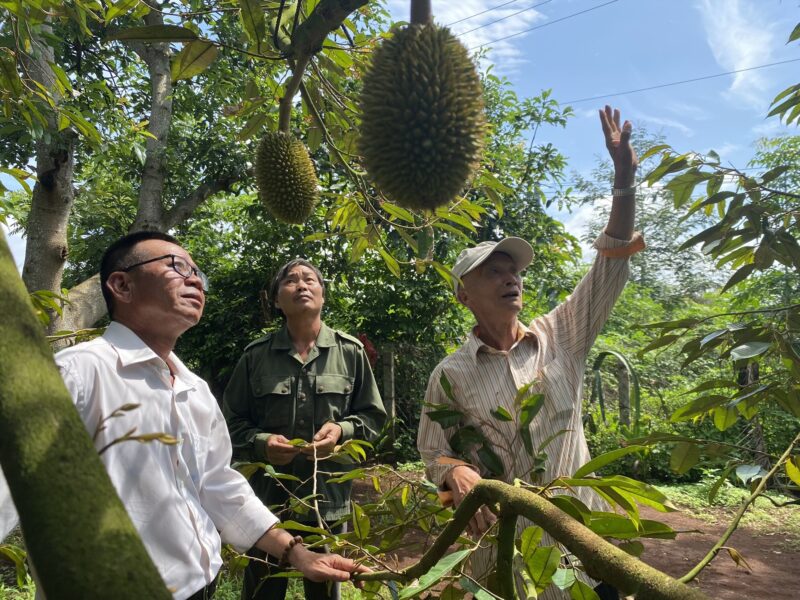 Nhiều nông dân ở Đắk Lắk đã chuyển đổi cây trồng từ cà phê, tiêu... sang sầu riêng để thu lợi nhuận. Ảnh: Bảo Trung