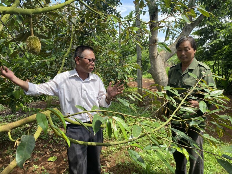 Tỉnh Đắk Lắk đang là một trong những địa phương có diện tích trồng và sản lượng sầu riêng lớn nhất cả nước. Ảnh: Bảo Trung
