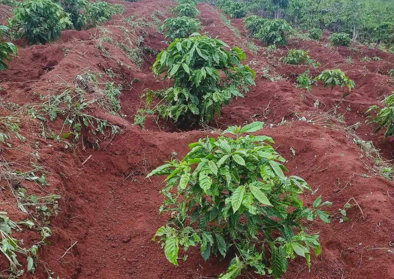 Cà phê Việt Nam đang đối mặt với Quy định mới của EU về Chống mất rừng và suy thoái rừng (EUDR)