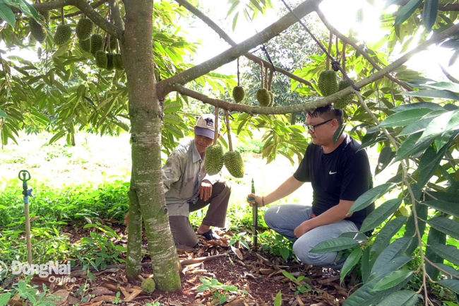Độc đáo vườn sầu riêng 3 gốc ở Đồng Nai