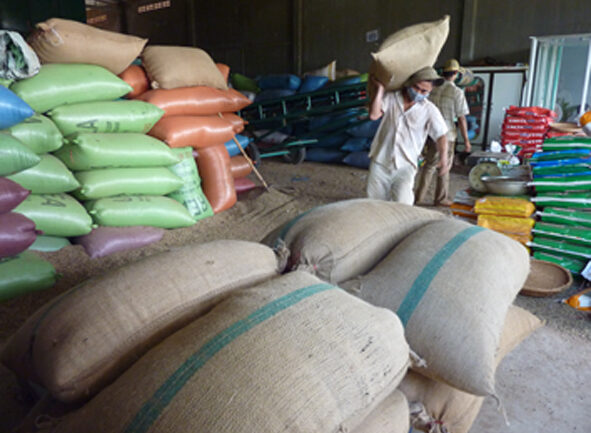 Giá cà phê tăng cao, doanh nghiệp và nông dân chưa hưởng lợi nhiều