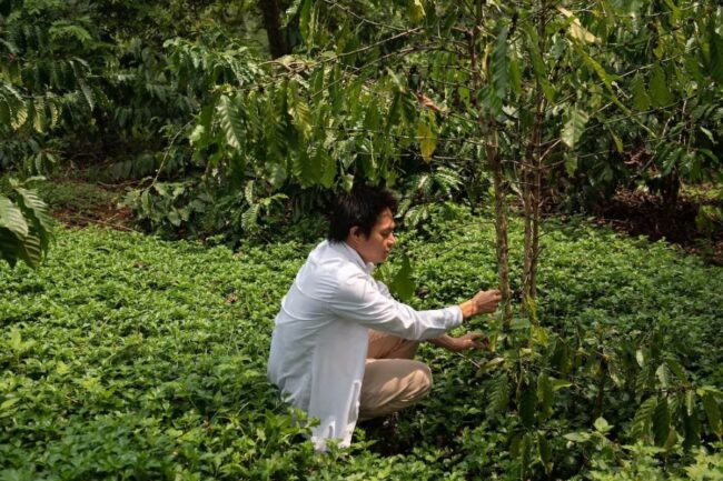 Washington Post: Việt Nam dốc toàn lực cho hạt cà phê robusta