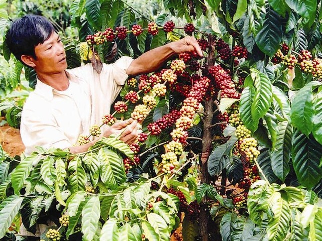 Vườn cà phê của gia đình anh Nguyễn Hữu Ka ở xã Đông Thanh - Lâm Hà Ảnh: Anh Tuấn