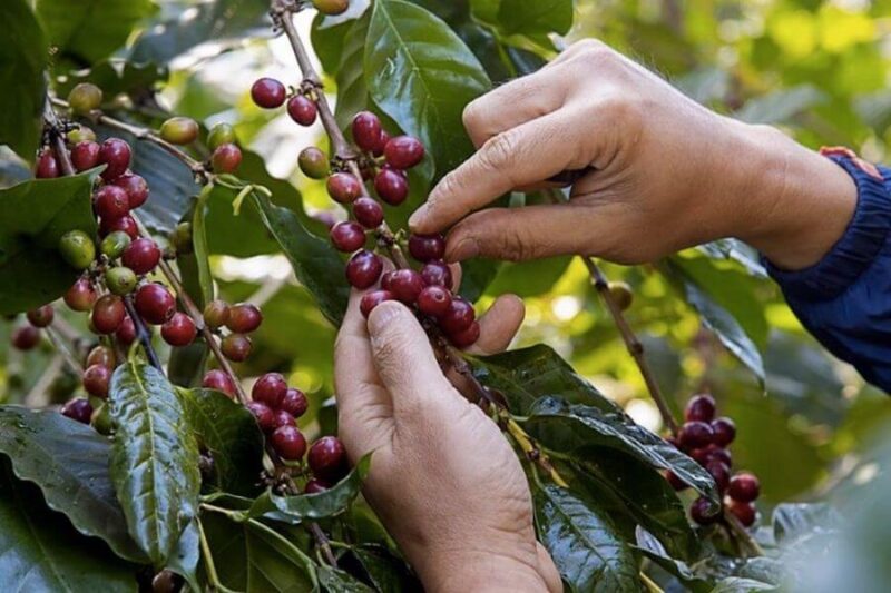 Nông dân Đắk Lắk nâng cao chất lượng cà phê từ thu hoạch quả chín.