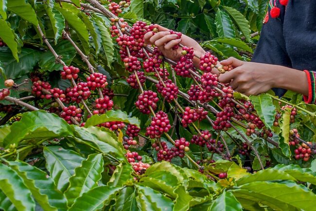 Xây dựng thương hiệu cà phê Đắk Nông từ việc thu hoạch chọn lọc