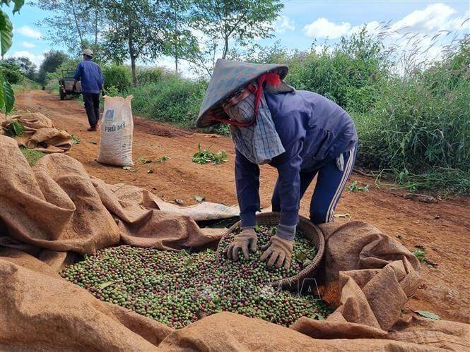 Ngành cà phê giả quyết được công ăn việc làm cho hàng ngàn nông dân Gia Lai. 
