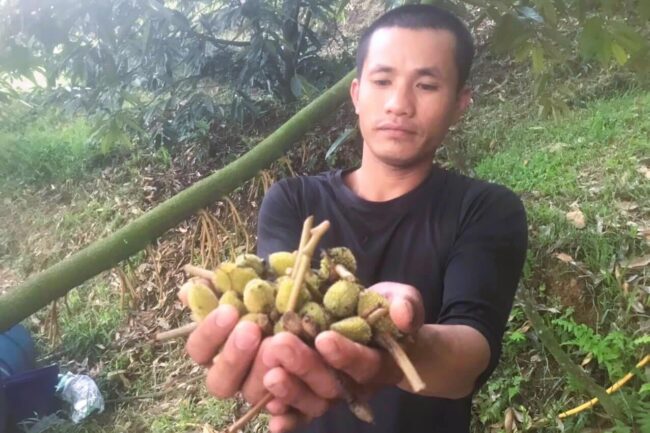 Khánh Hòa: Sầu riêng rụng trái non do sốc thời tiết